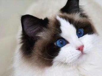 圖 北京cfa注冊貓舍專業繁殖純種精品布偶貓售后好 北京寵物貓